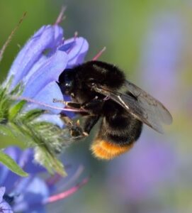 Read more about the article Red-Tailed Bumblebee