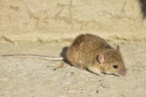 Read more about the article House Mouse