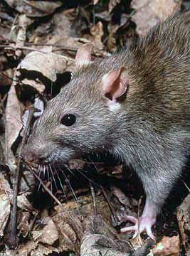 Read more about the article Norway Rat