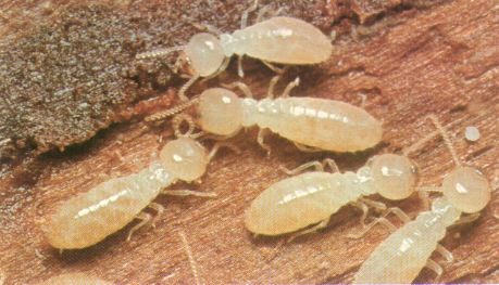 You are currently viewing Subterranean Termites
