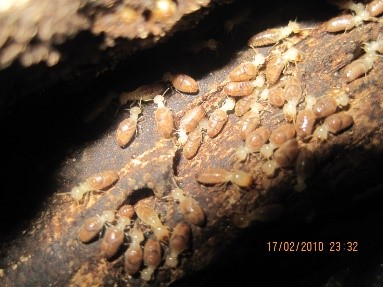 Termites-ETS-Pest-Control-Services-In-Dubai-UAE