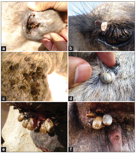 Camel Ticks: Lifecycle, Behavior, and Health Implications