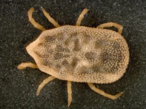 Read more about the article Brown Dog Tick