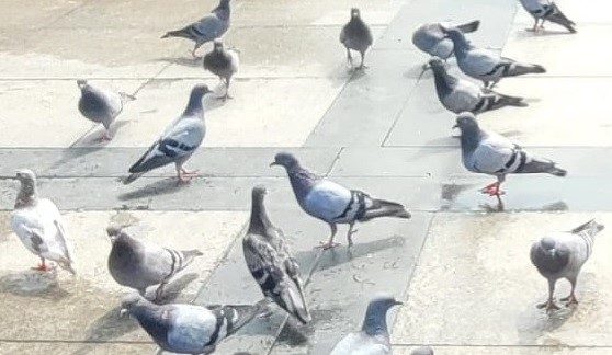 Urban Birds