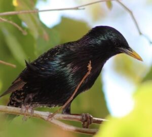 Read more about the article European Starling