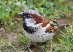 Read more about the article House Sparrow