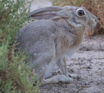 Cape Hare: UAE's Native Wild Rabbit | Habits, Reproduction