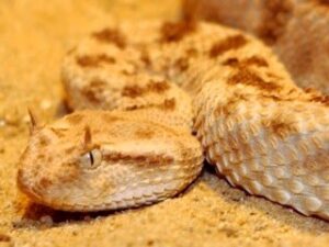 Read more about the article Horned Viper