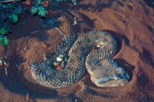 Read more about the article  Desert Horned Viper