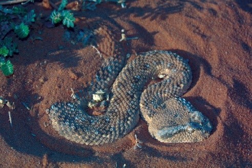 You are currently viewing  Desert Horned Viper
