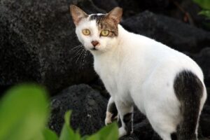 Read more about the article Feral Cat