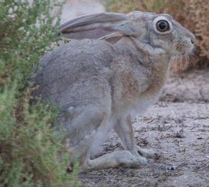 Read more about the article Wild Rabbit