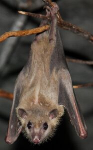 Read more about the article Egyptian Fruit Bat or Egyptian Rousette