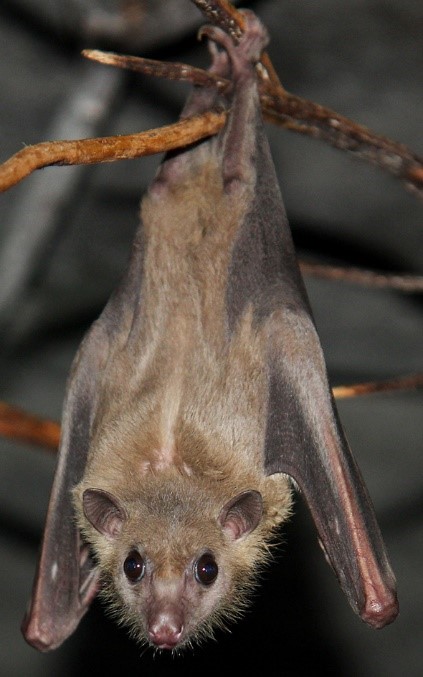 You are currently viewing Egyptian Fruit Bat or Egyptian Rousette