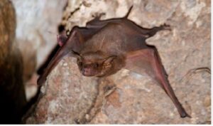 Read more about the article  Naked-Rumped Tomb Bat or Naked-bellied Tomb Bat