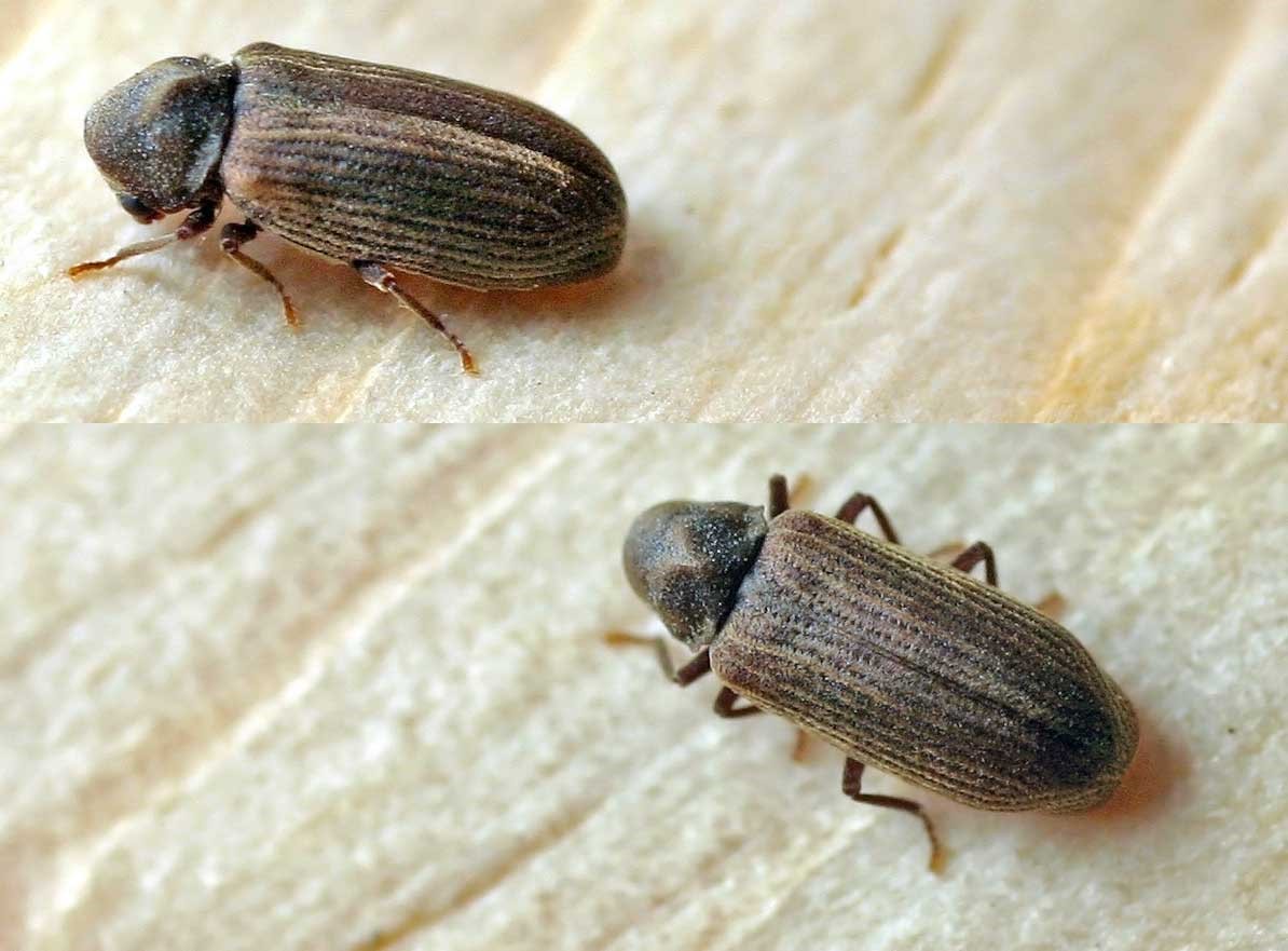Read more about the article Anobiid Powderpost Beetles