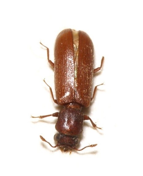 Read more about the article Lyctid Powderpost Beetles