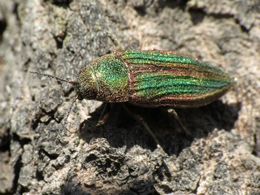 Read more about the article Golden Jewel Beetle