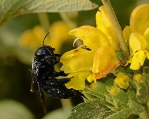 Read more about the article Black Carpender Bee