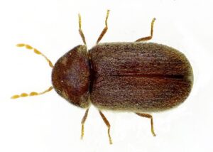 Read more about the article Cigarette Beetle