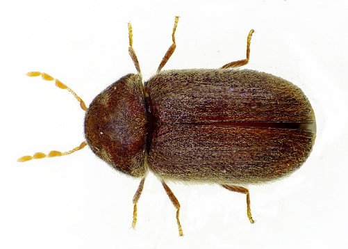 Read more about the article Drugstore Beetle