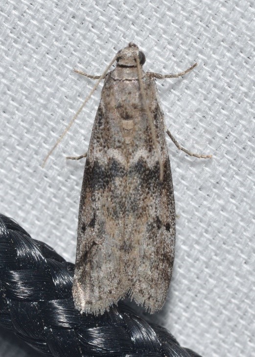 Read more about the article Indianmeal Moth
