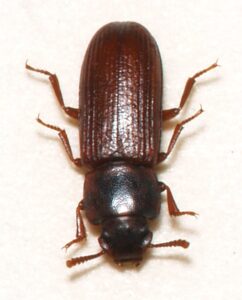 Read more about the article Red Flour Beetle
