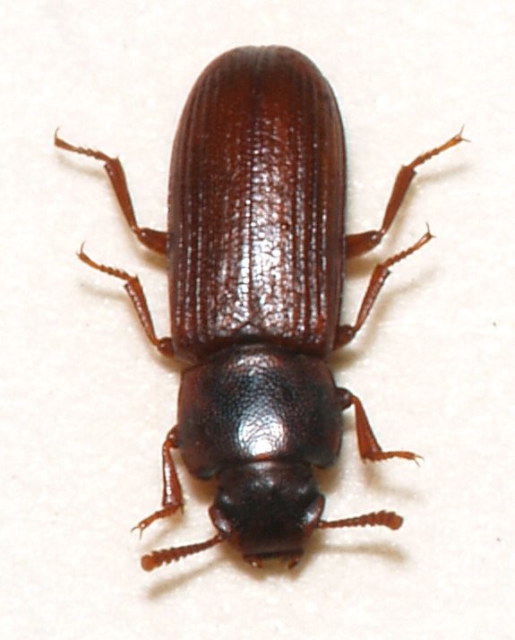 Read more about the article Sawtoothed Grain Beetle