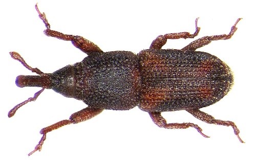 Read more about the article Rice Weevil