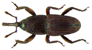 Read more about the article Indianmeal Moth Granary Weevil or Wheat Weevil