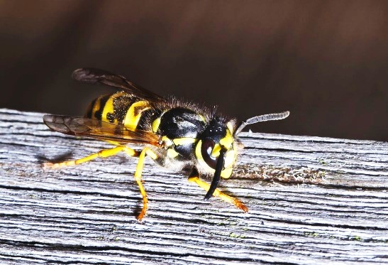 Read more about the article German Yellowjacket or German Wasp
