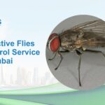 Effective Flies Control Service in Dubai