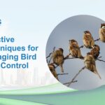 Effective Techniques for Managing Bird Pest Control
