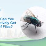 How Can You Effectively Get Rid of Flies?