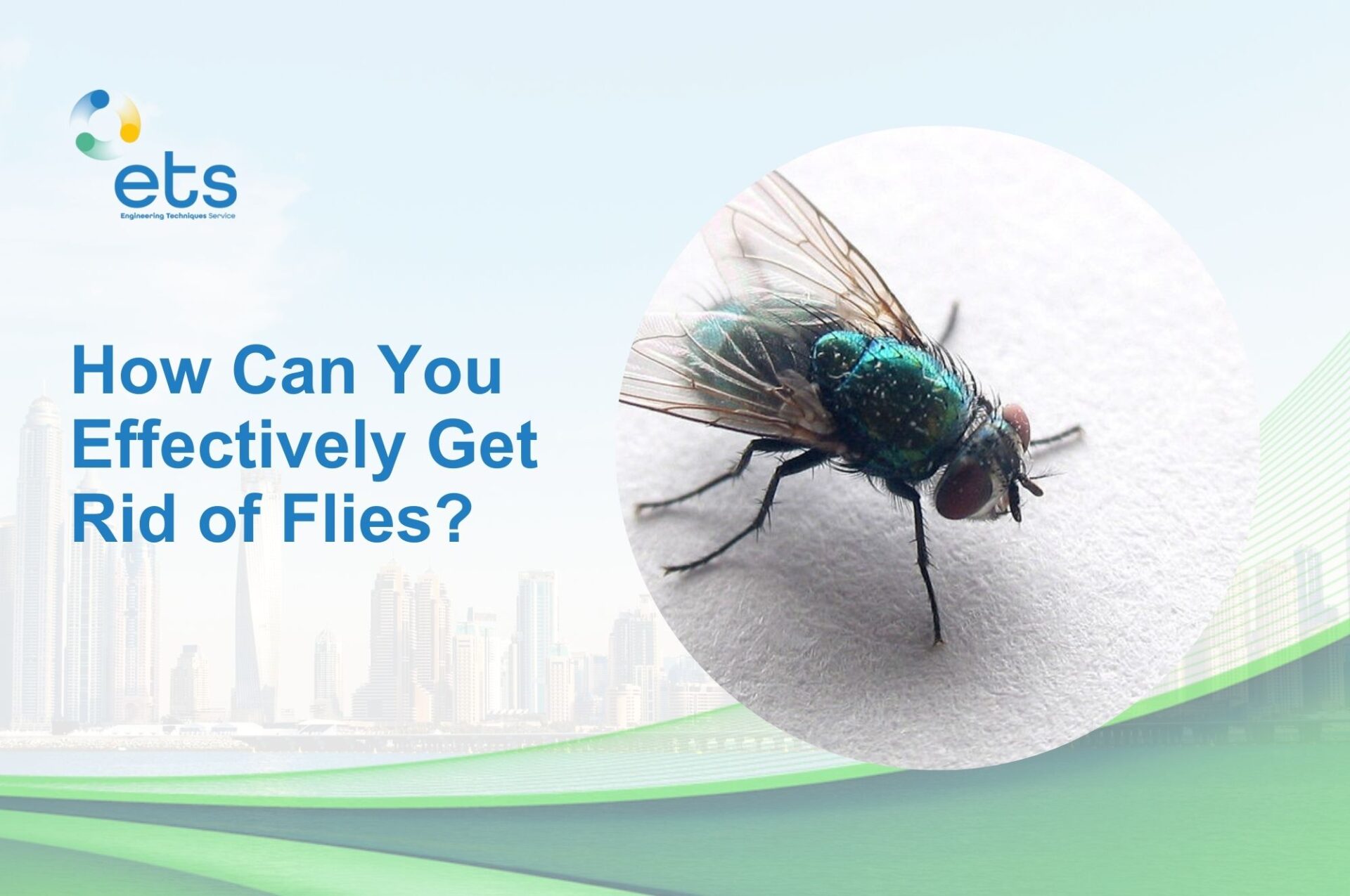 Read more about the article How Can You Effectively Get Rid of Flies?