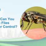 How Can You Keep Flies Under Control?