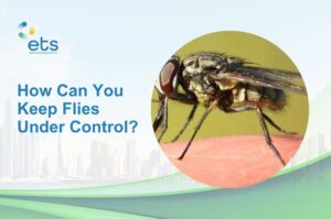 Read more about the article How Can You Keep Flies Under Control?
