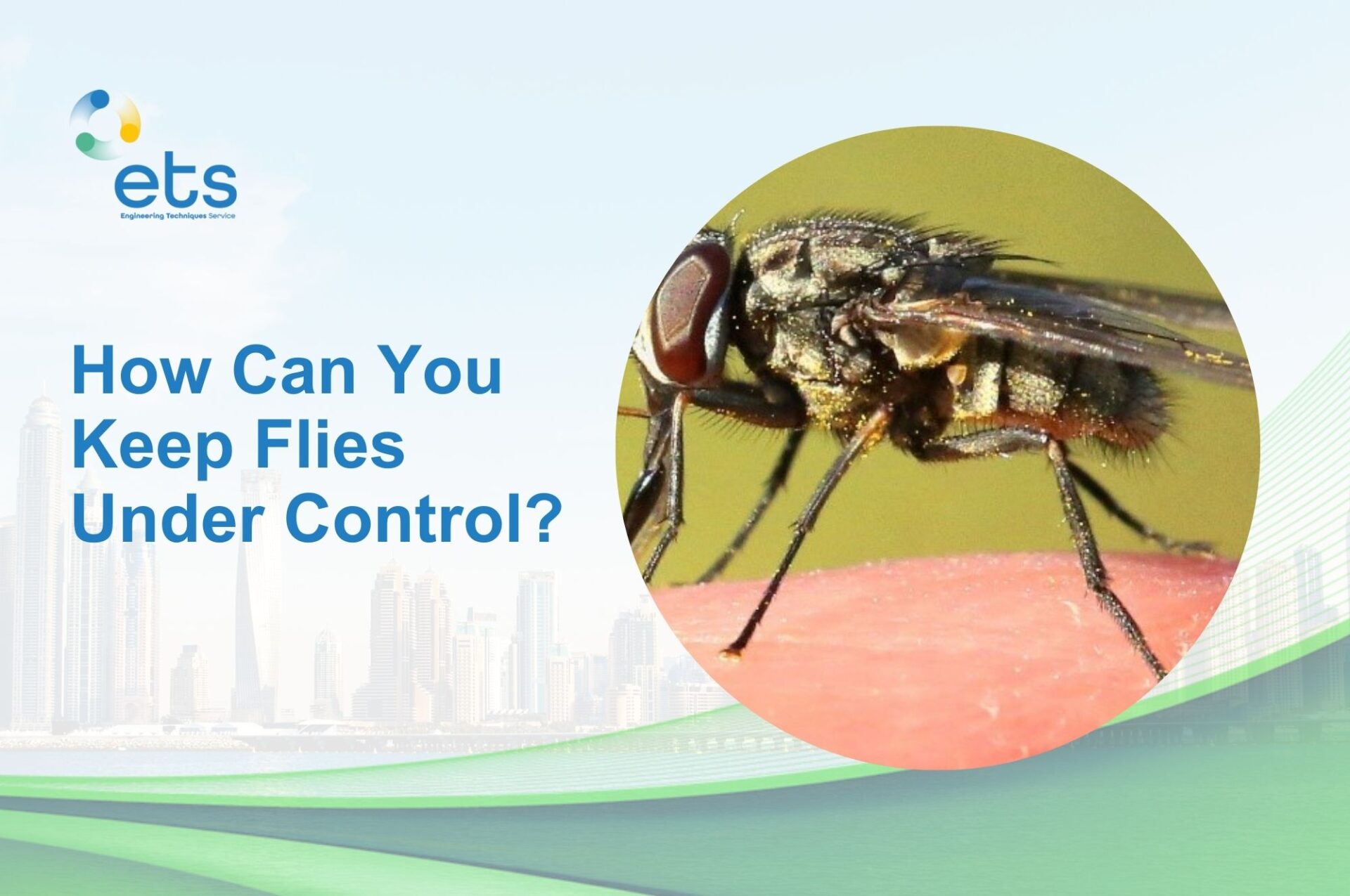 You are currently viewing How Can You Keep Flies Under Control?