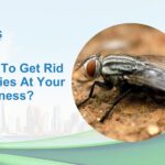 How to Get Rid of Flies at Your Business?
