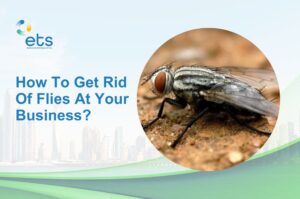 Read more about the article How to Get Rid of Flies at Your Business?