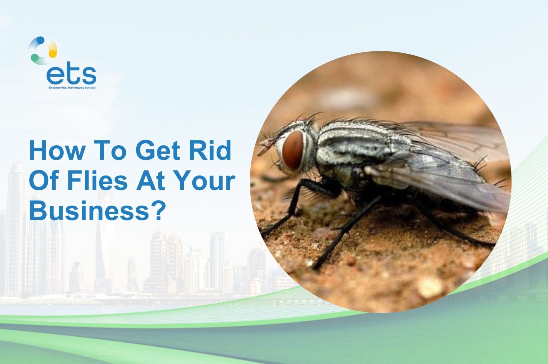 You are currently viewing How to Get Rid of Flies at Your Business?