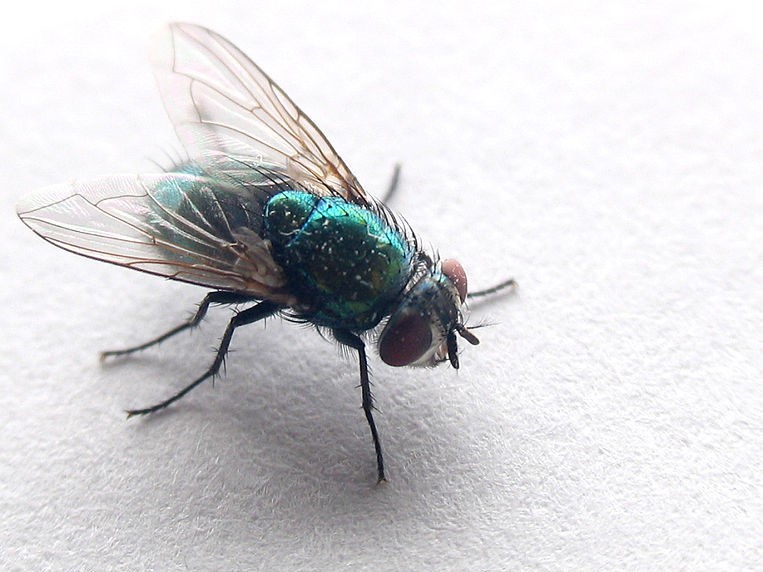 Flies-control-in-ajman-ets-1