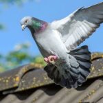 Get the Most Popular Bird Control Methods in Dubai with ETS