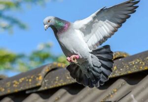 Read more about the article Get the Most Popular Bird Control Methods in Dubai with ETS