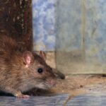 Protect Your Property from Rodents with ETS