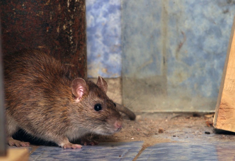 Read more about the article Protect Your Property from Rodents with ETS