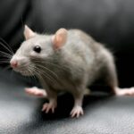 How to effectively tackle rodent infestation in Dubai?