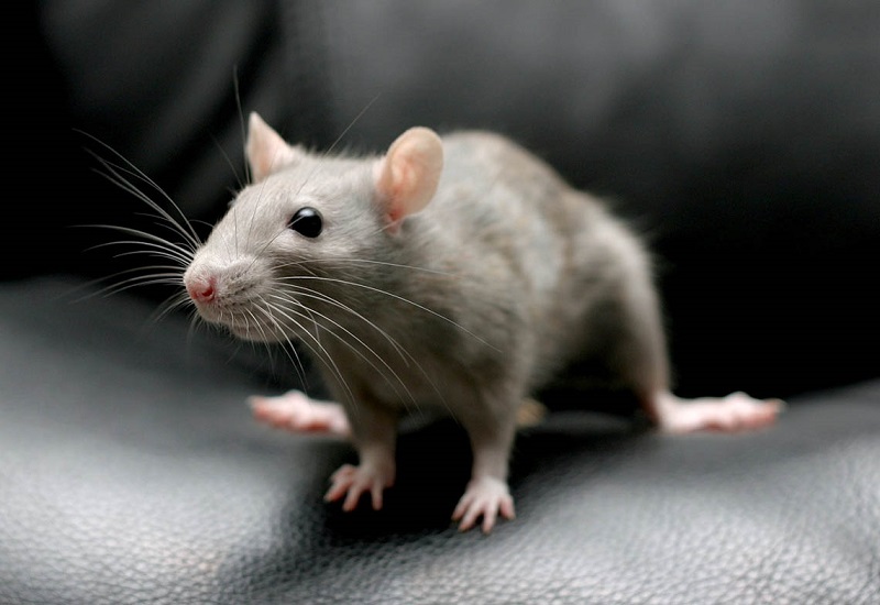 You are currently viewing How to effectively tackle rodent infestation in Dubai?