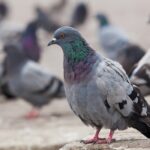 Use professional pest control services: Effectively eliminate birds from your premise